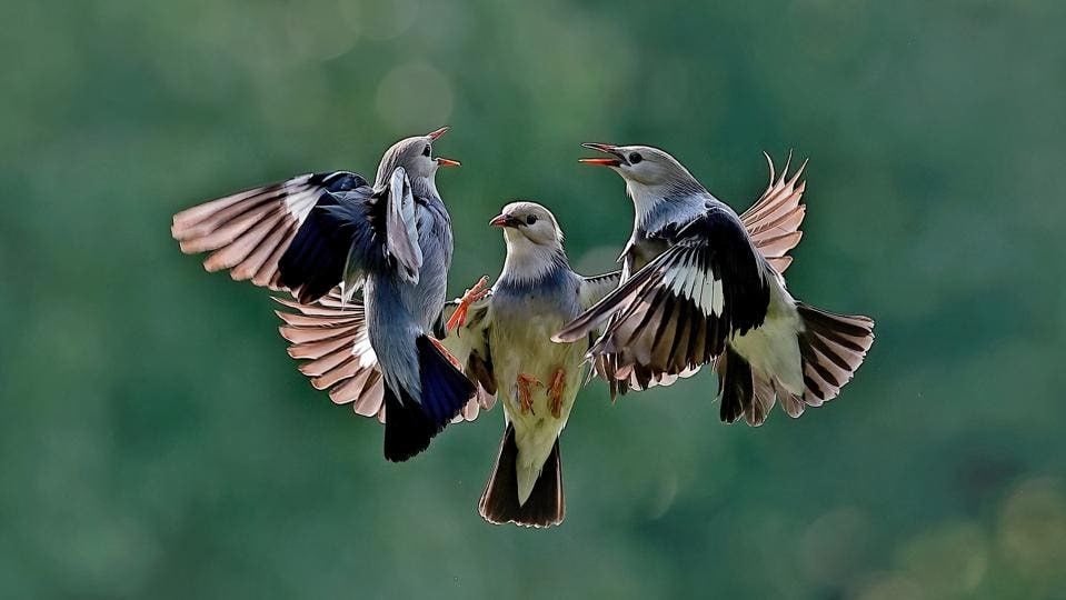 Ngắm những bức ảnh động vật hoang dã hài hước trong cuộc thi thế giới- Ảnh 8.
