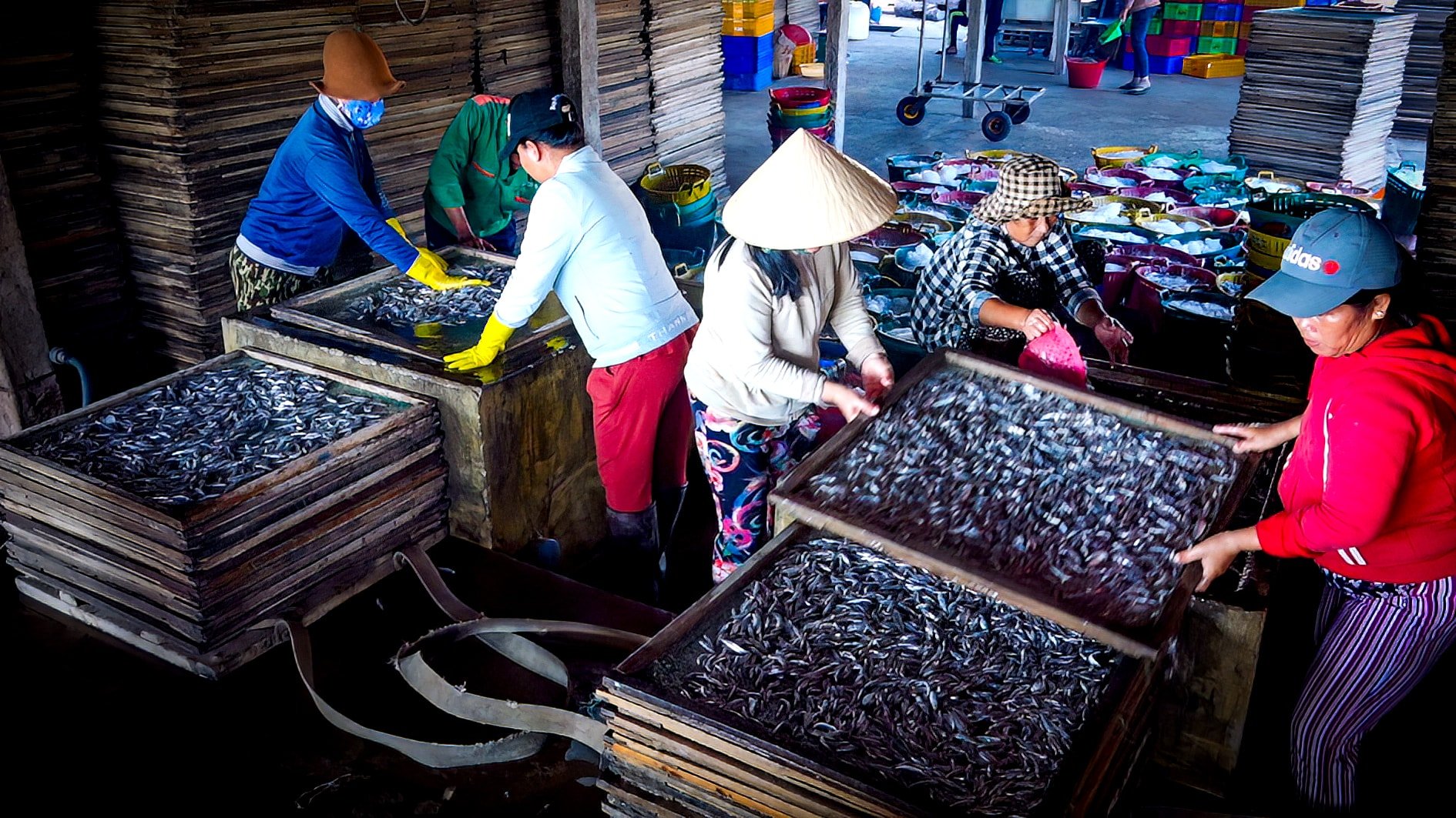 Cơ sở hấp cá cơm xuất khẩu ở Mũi Né