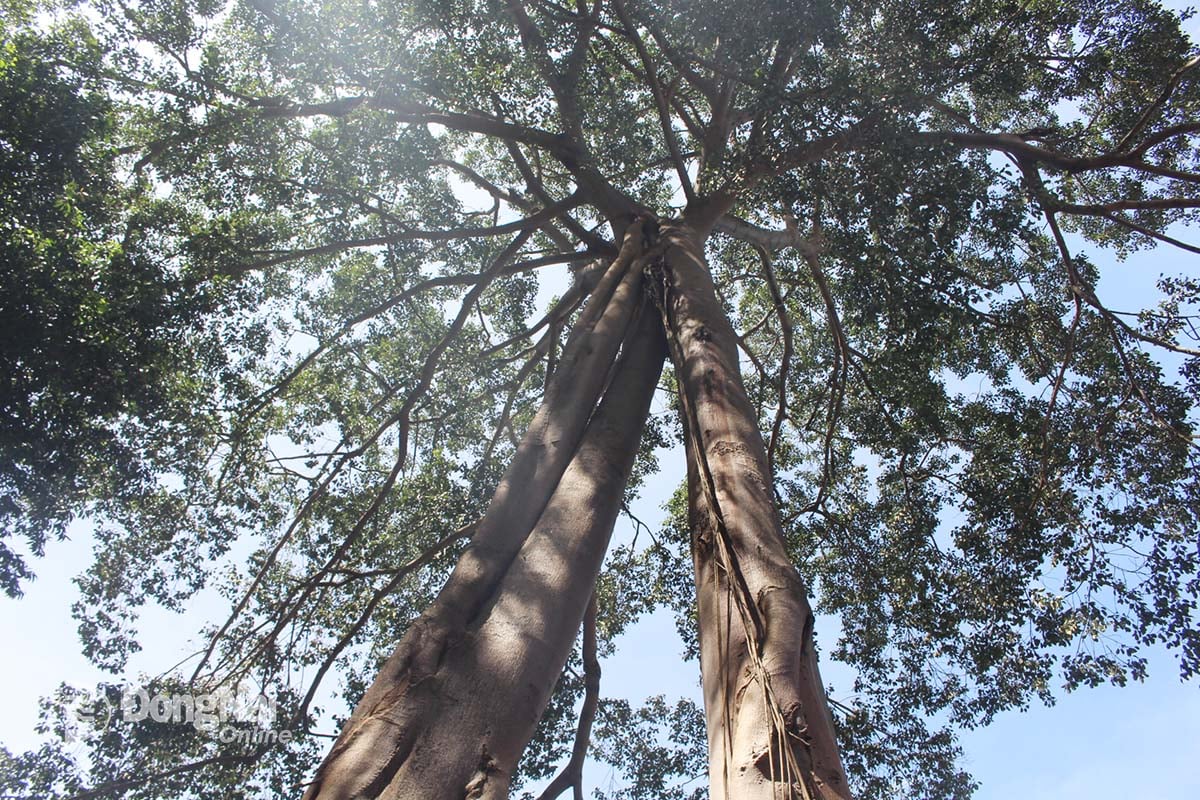 Pokok beringin yang mempunyai tiga akar dan satu puncak merupakan destinasi pilihan ramai pelancong ketika ziarah ke gunung Chua Chan. Foto: DVCC 