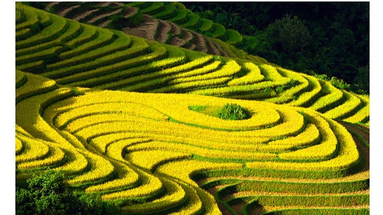 ruong-bac-thangthon-van-ho-mua-lua-chin-anh-tran-hau.jpg