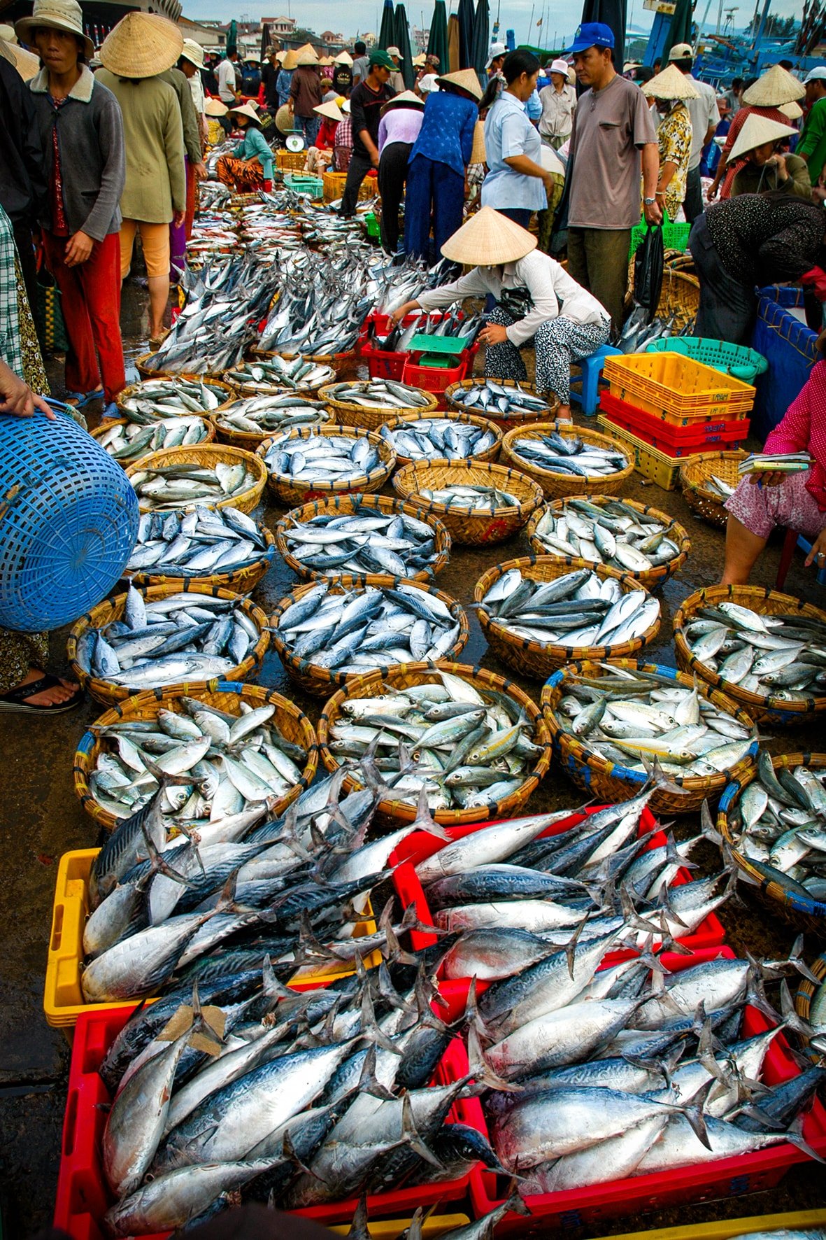Vụ cá Nam ở cảng cá Phan Thiết
