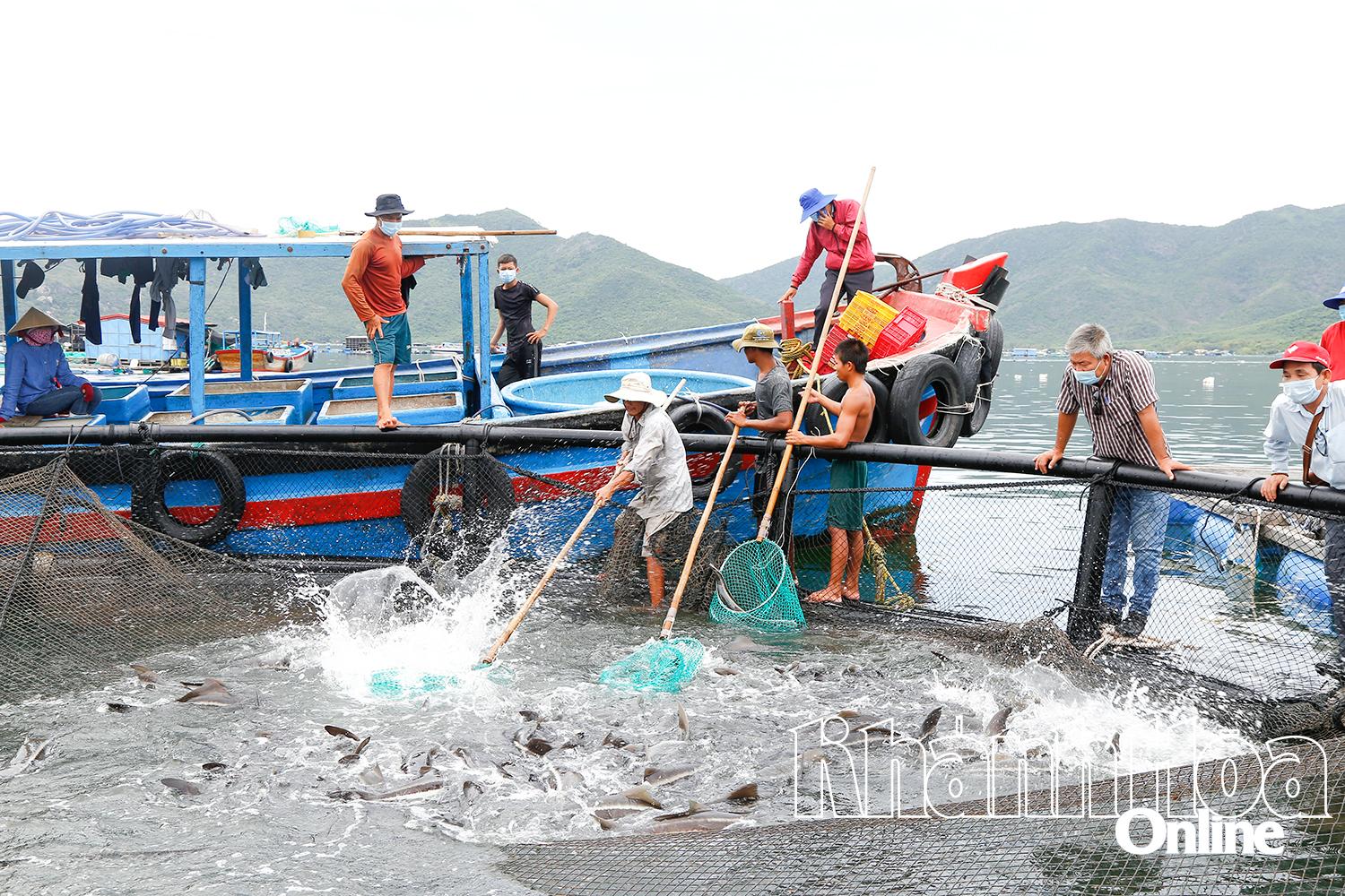 ប្រជានេសាទនៅឃុំ Dai Lanh ប្រមូលផលត្រីដែលចិញ្ចឹមក្នុងទ្រុងមូល HDPE ។