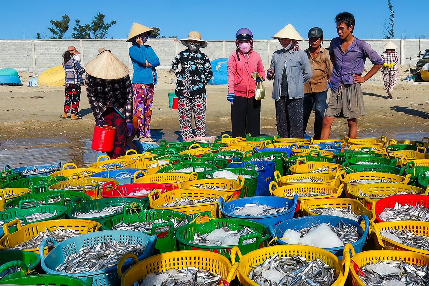 Được mùa cá cơm ở Mũi Né