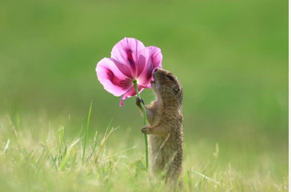 Ngắm những bức ảnh động vật hoang dã hài hước trong cuộc thi thế giới- Ảnh 11.