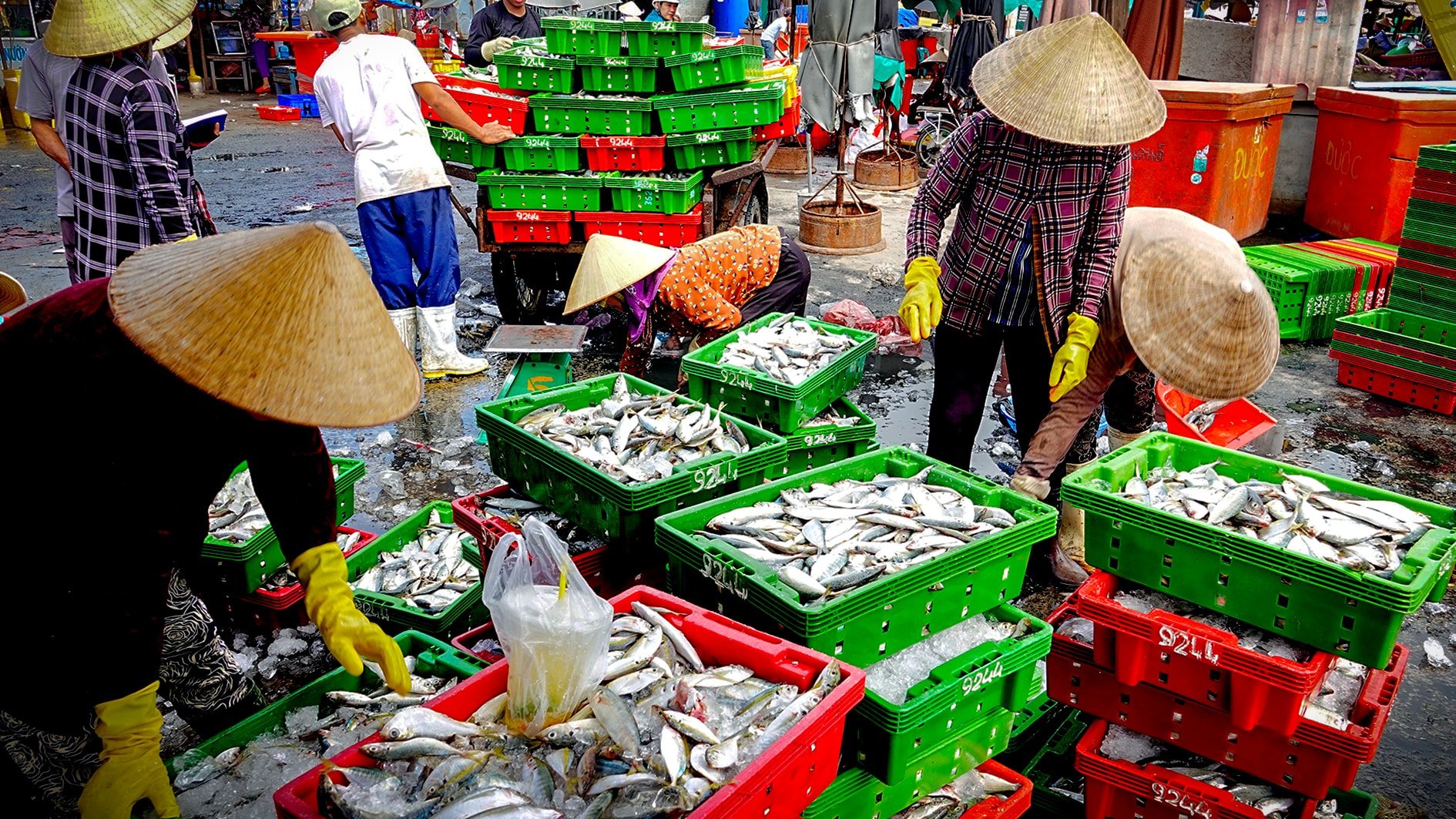 Vụ cá Nam ở cảng cá La Gi