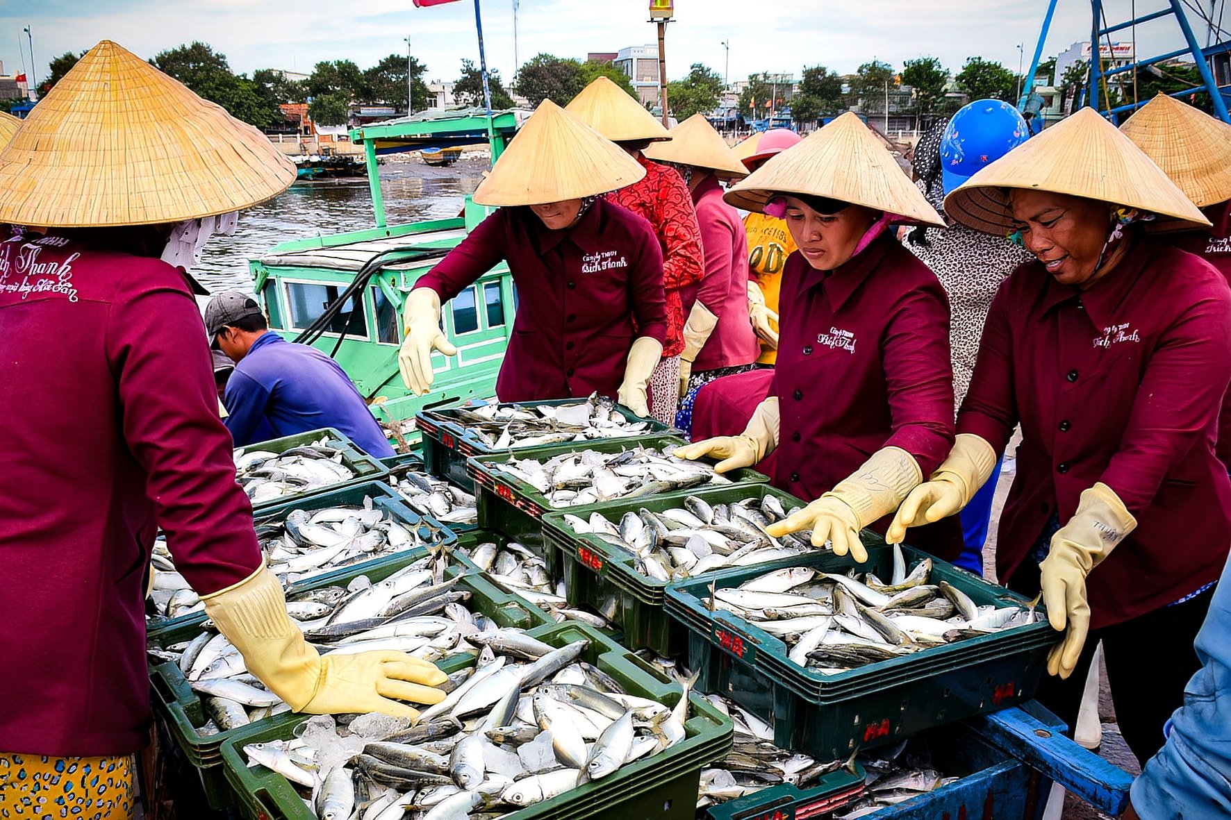 Các doanh nghiệp thu mua hải sản ở cảng Phan Thiết