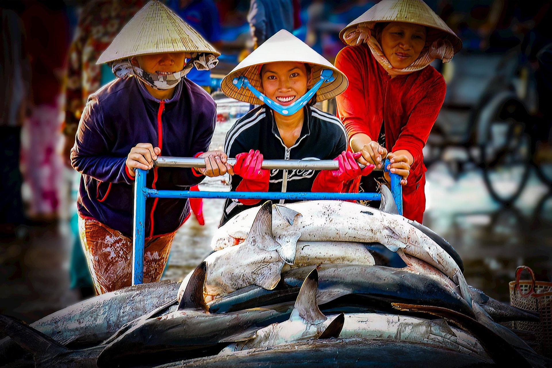 Cá vào cảng Phan Thiết