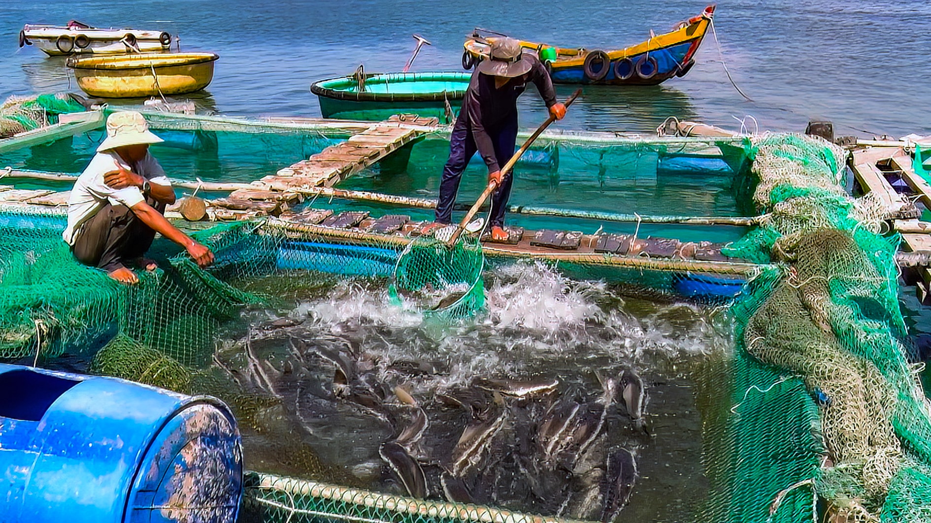 Nuôi cá bóp lồng bè ở Mũi Né (ảnh N. Lân) (1)