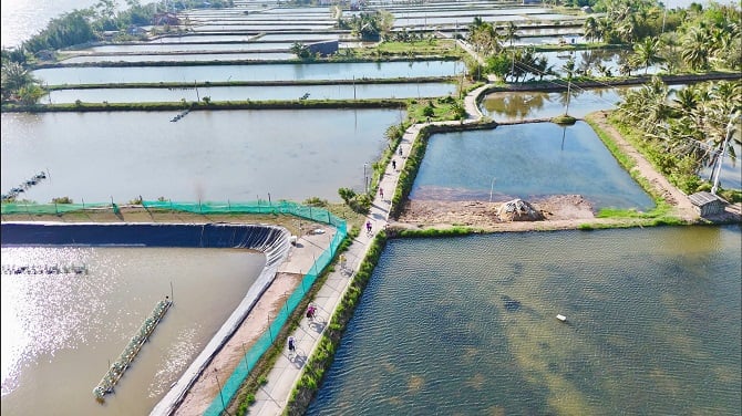 Ứng dụng khoa học – công nghệ trong nuôi trồng thủy sản: Giải pháp then chốt nâng cao năng suất, giảm ô nhiễm và phát triển bền vững (