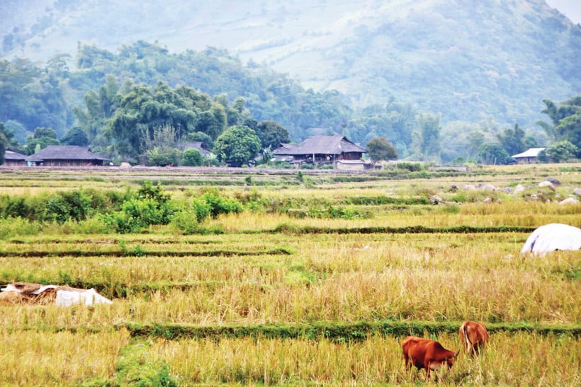 Cánh đồng lúa Tú Lệ sau mùa gặt.