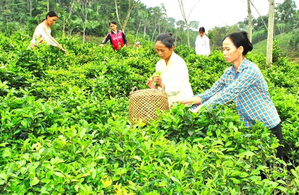 Với đề xuất miễn thuế sử dụng đất nông nghiệp của Bộ Tài chính sẽ mang lại nhiều lợi ích cho cá nhân, hộ gia đình, tổ chức…