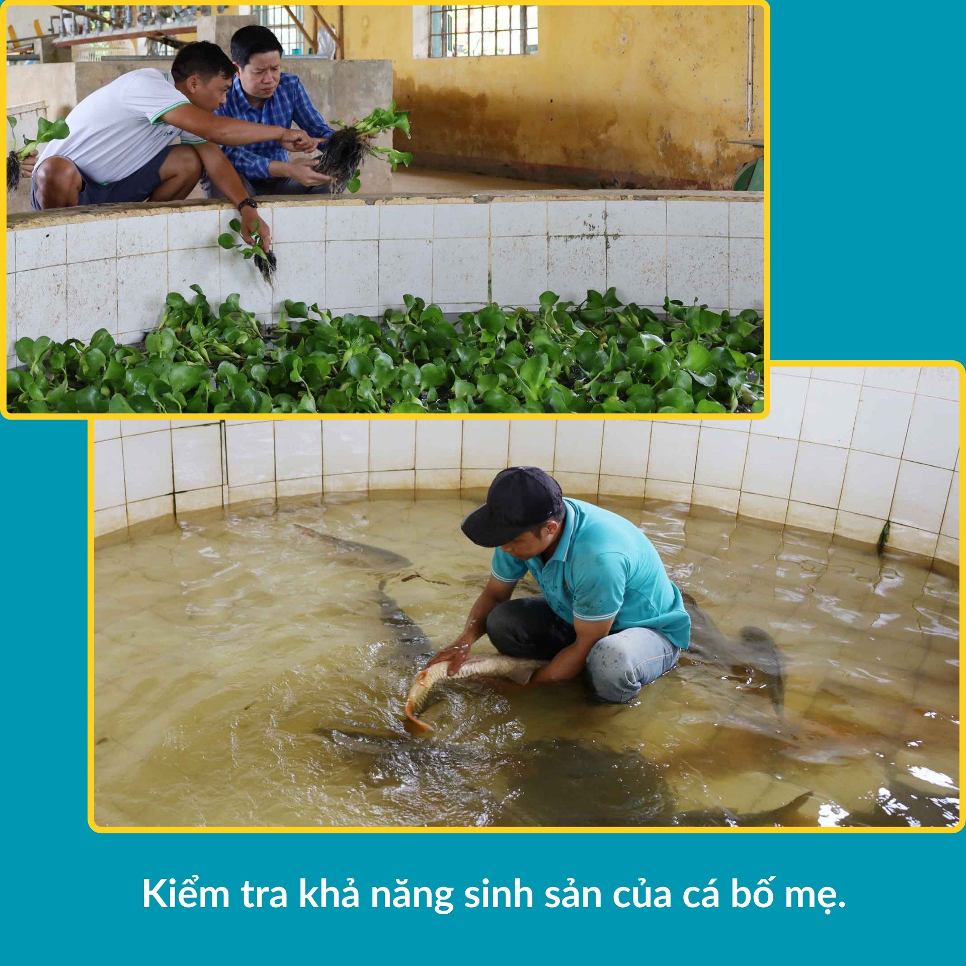 បីជើង-សេះ-ជិះ-ឈើ-ទៅ-ពិភពលោក.png