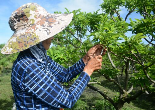 Nghề thụ phấn cho mãng cầu