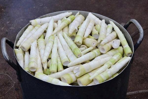 트라 내 죽순 시즌 - 산과 숲의 선물 - 사진 3
