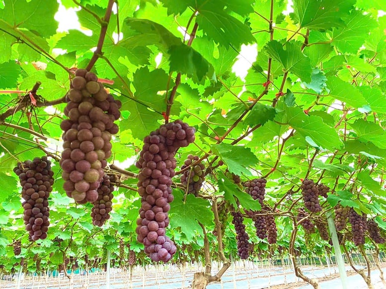 Phát triển sản phẩm OCOP từ vùng đất bãi- Ảnh 1.