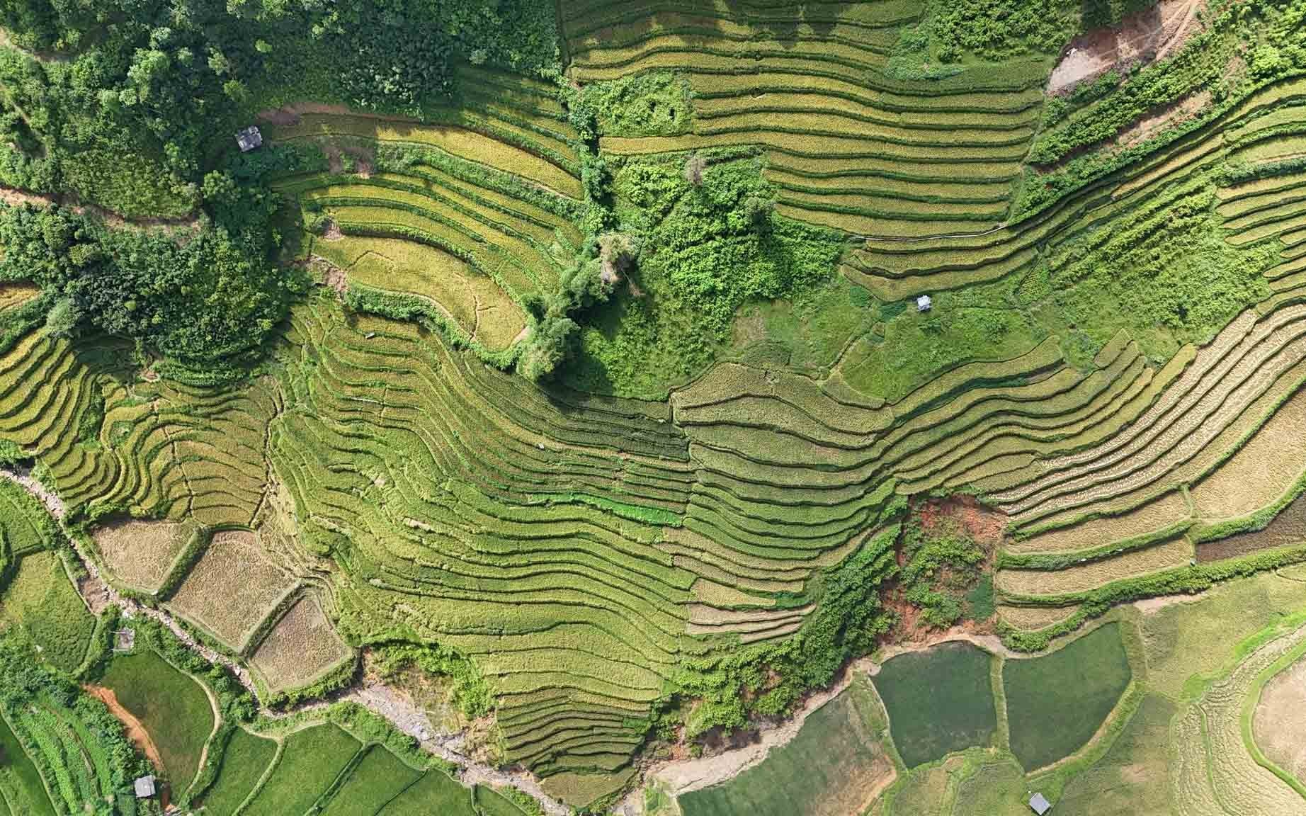 Theo dự đoán, khoảng một đến hai tuần tới, lúa ở Mù Cang Chải sẽ bước vào giai đoạn chín vàng rực rỡ nhất. Đây cũng là thời điểm được nhiều người chờ đón để hòa mình vào không gian mùa vàng Tây Bắc.