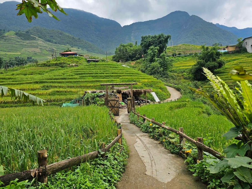 Đường vào một quán cà phê nằm giữa ruộng lúa ở Tả Van.