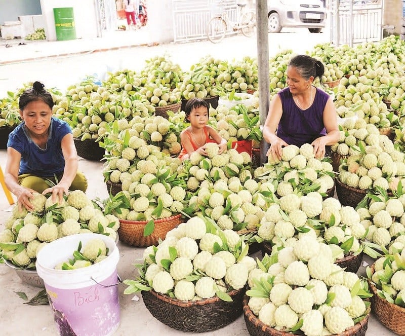 El mercado de chirimoyas de Nghia Phuong está lleno de actividad todas las mañanas.