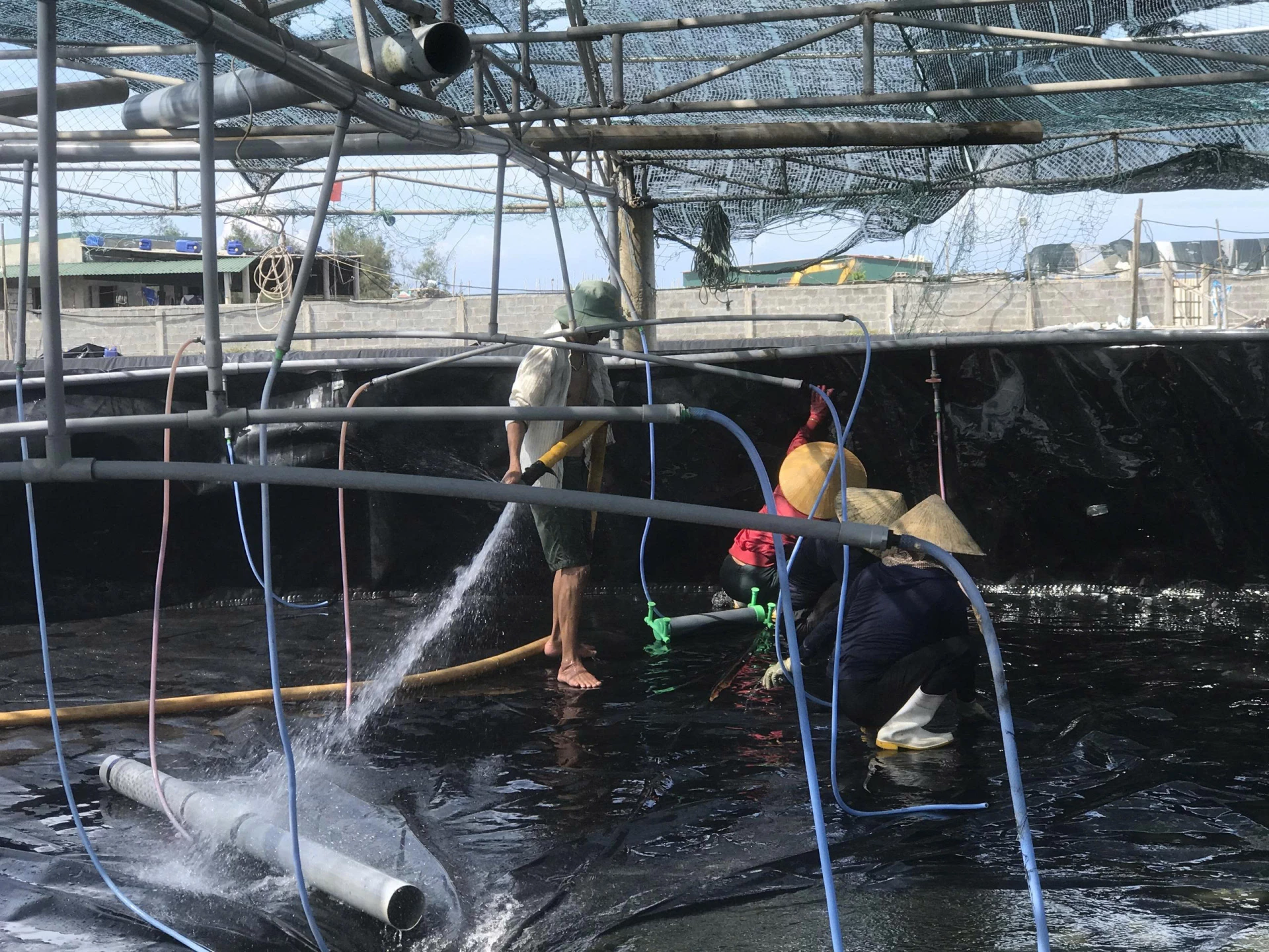 バイオフロック技術は持続可能なエビ養殖の促進と気候変動への適応に貢献しています - 写真M.N
