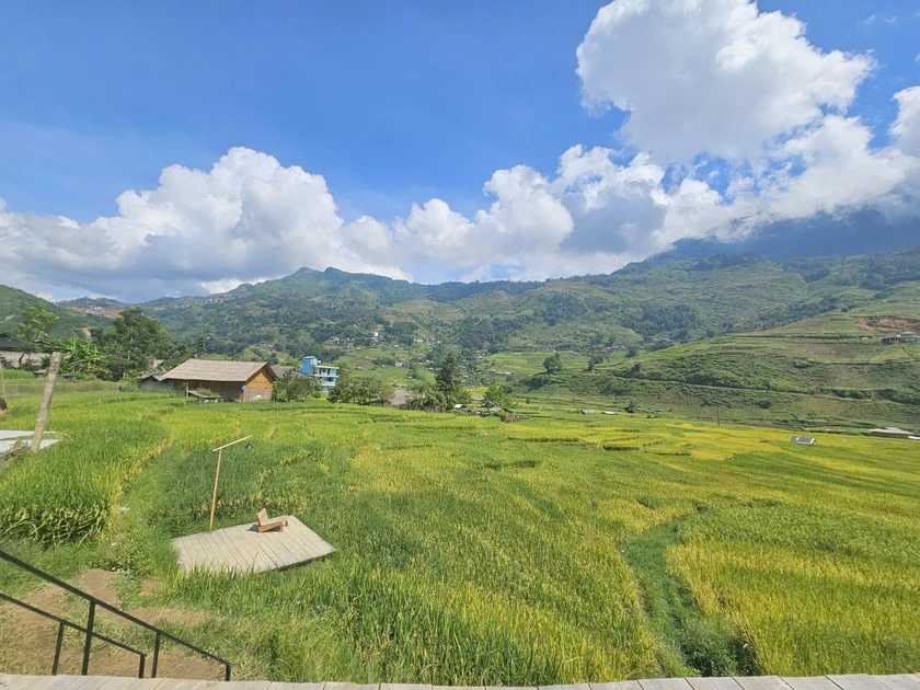 Mùa lúa chín ở Sa Pa.