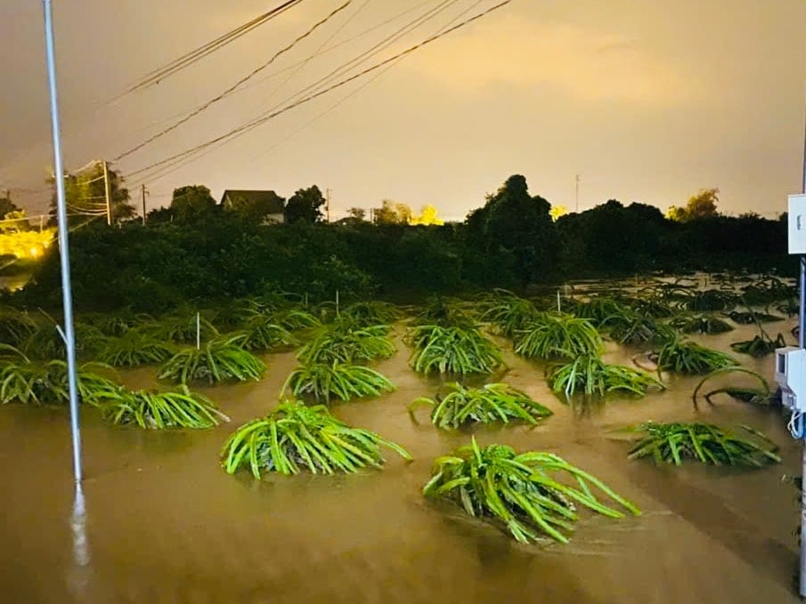 ハムタン村では一夜にしてドラゴンフルーツが洪水に見舞われた。