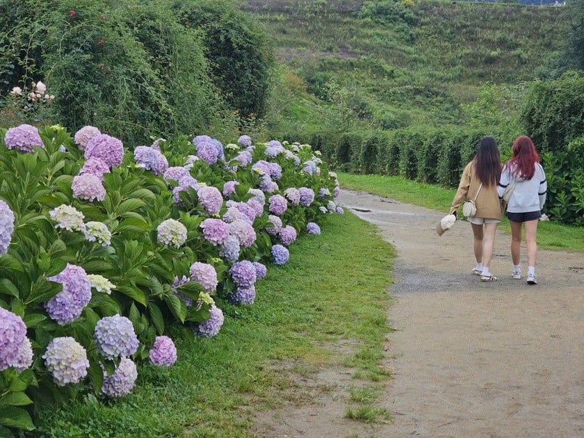 Hoa khoe sắc vào mùa thu ở Sa Pa.