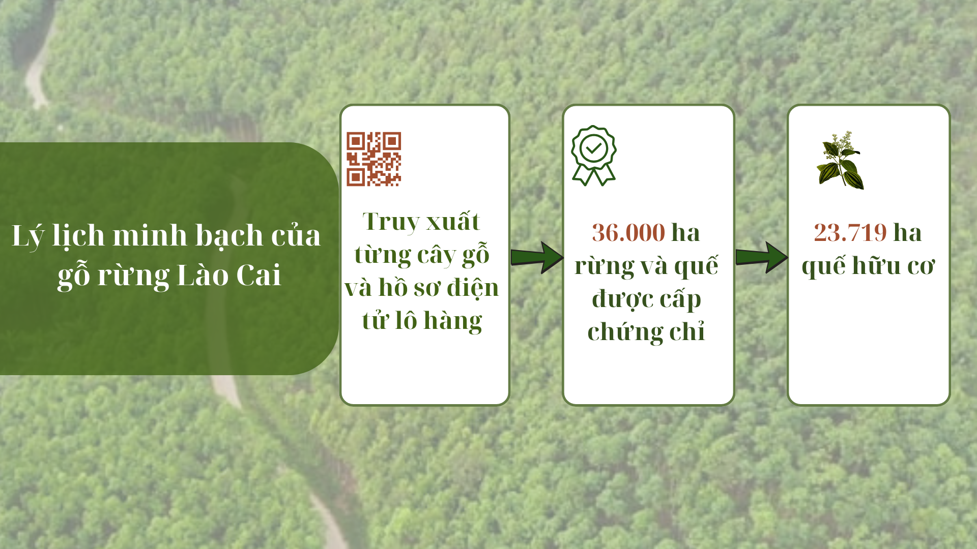 Royal-history-of-the-wood-forest-lao-cai.png