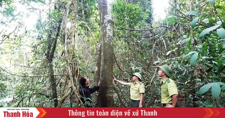 Vì sao người dân chưa mặn mà với trồng rừng gỗ lớn?