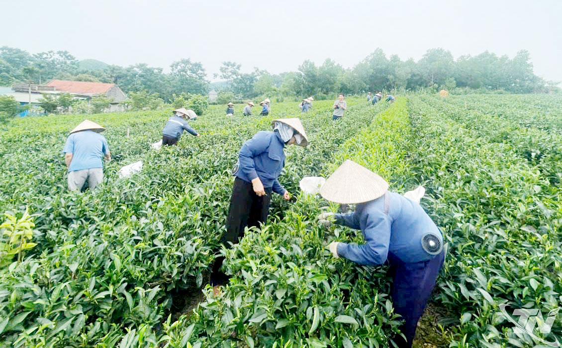 People of Vo Tranh commune help each other harvest tea.