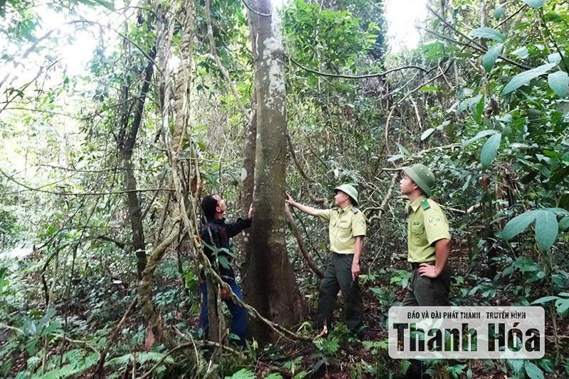 Why are people not interested in planting large timber forests?