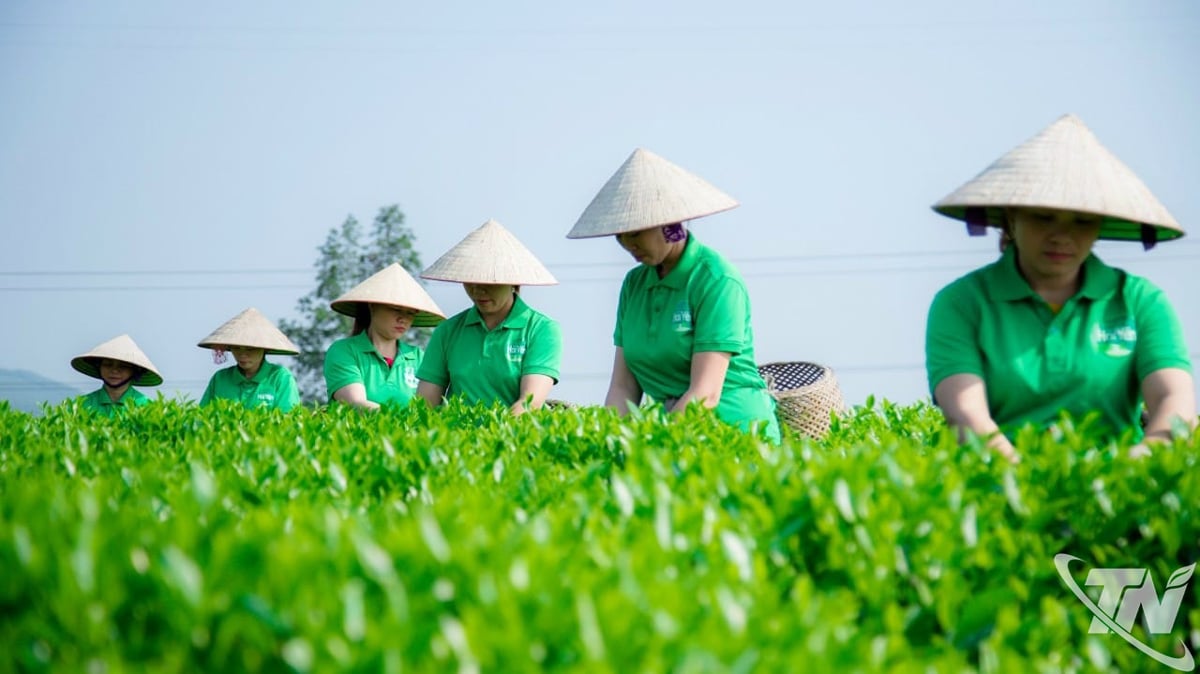 海燕茶業組合のメンバーが茶葉を収穫している。