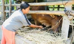 រឿង​គេច​ពី​ភាព​ក្រីក្រ​នៅ​តំបន់​ភ្នំ Quang Ngai