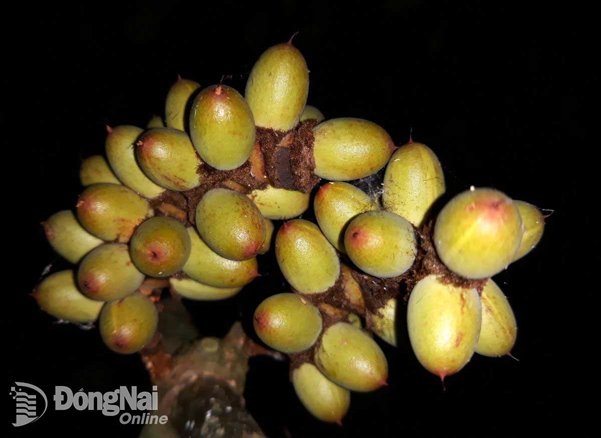 ឱសថដ៏មានតម្លៃមួយចំនួននៅឧទ្យានធម្មជាតិ និងវប្បធម៌ដុងណៃ។ រូបថត៖ Q.Trung  