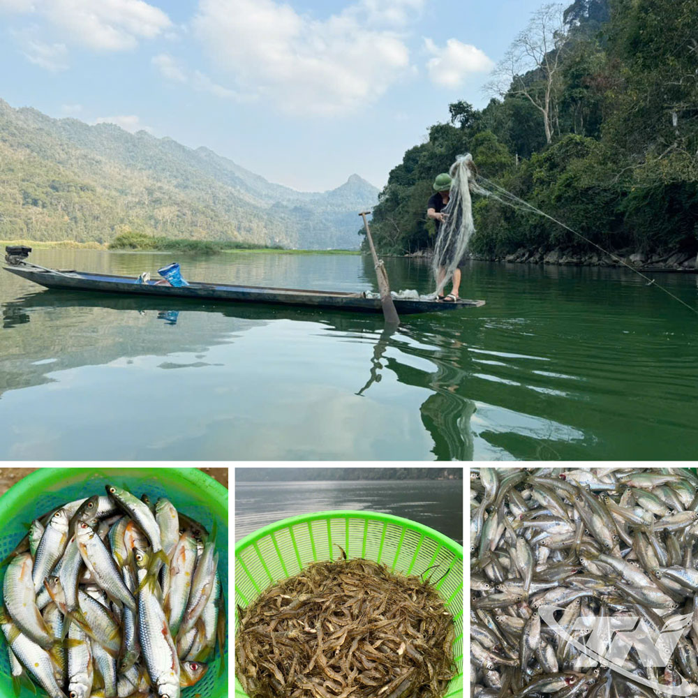 Nguồn thủy sản phong phú ở hồ Ba Bể là lộc trời ban tặng cho người dân vùng hồ.