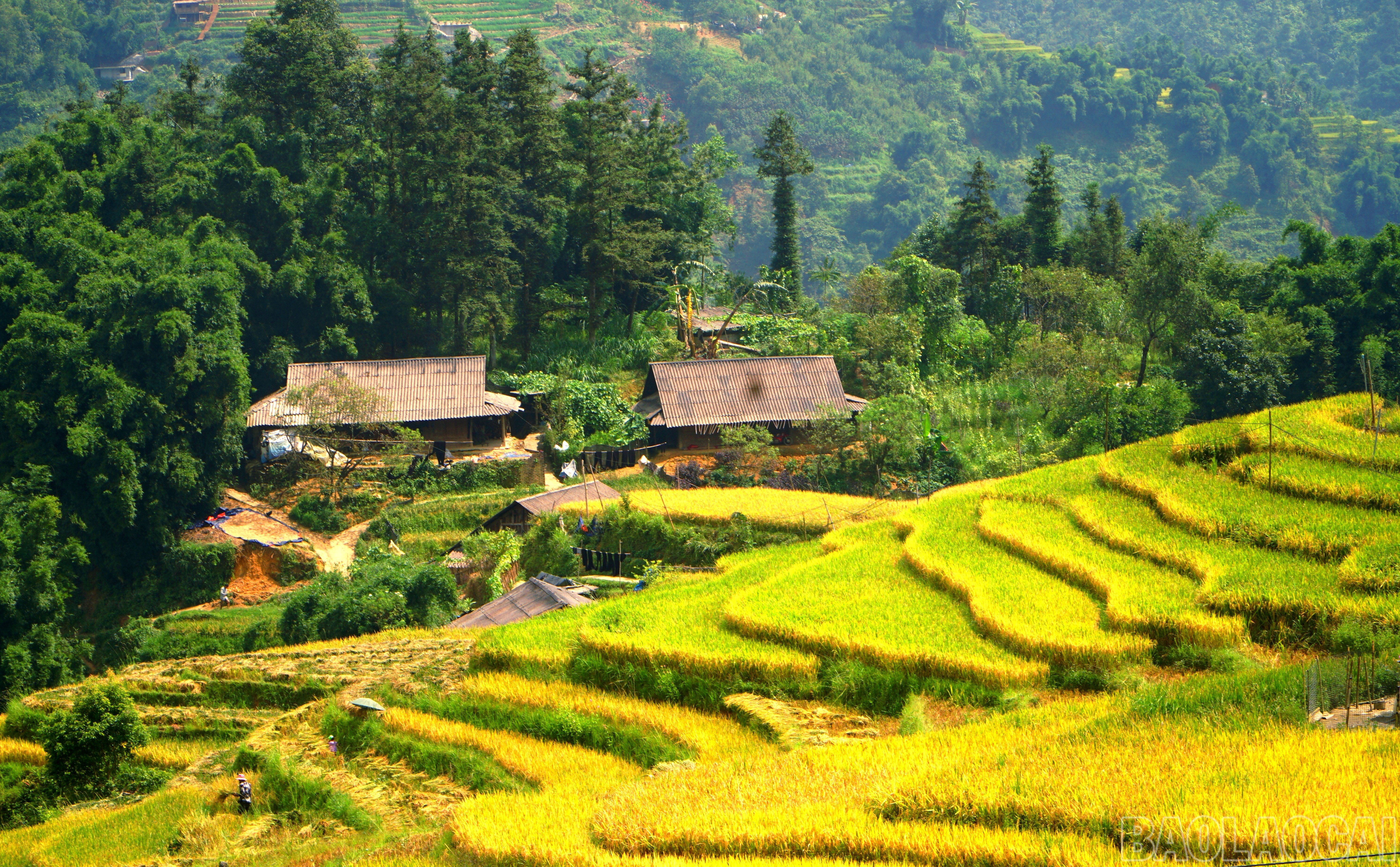Ở Ý Lình Hồ còn rất nhiều ngôi nhà truyền thống đặc trưng của người Mông được bao bọc xung quanh là rừng trúc, ruộng bậc thang uốn lượn.