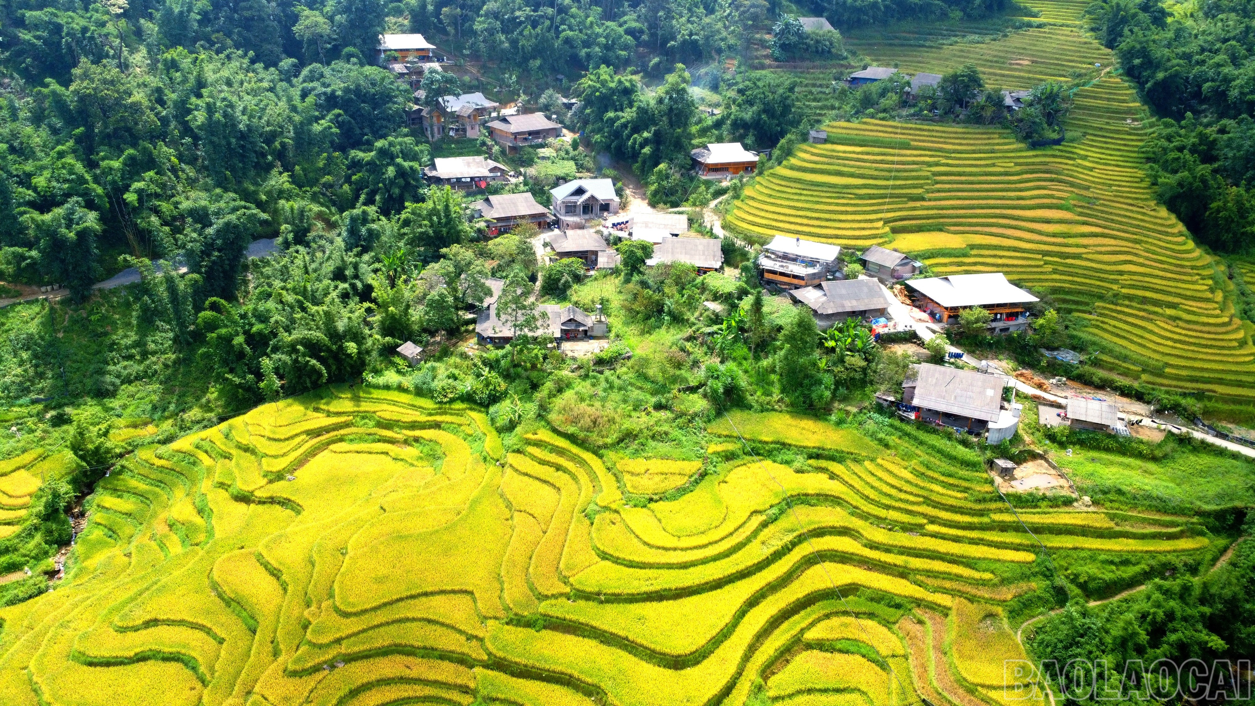 Ý Lình Hồ mùa lúa chín đẹp như tranh.
