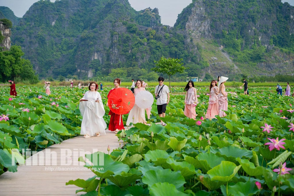 Tourists enjoy the experience at the lotus pond, Hang Mua Tourist Area.
