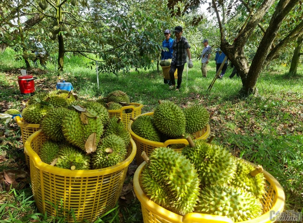 ឯកជន