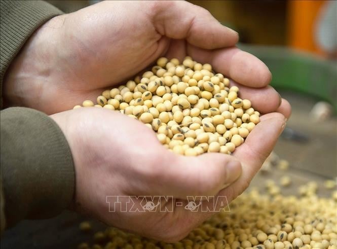 Sản phẩm đậu tương thu hoạch tại một trang trại ở Iowa, Mỹ.