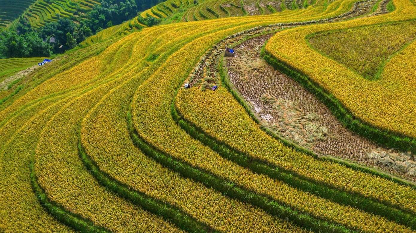 Thời điểm này, trên những thửa ruộng bậc thang, sắc vàng của lúa chín đan xen nâu trầm của đất, tạo nên bức tranh đa sắc đầy cuốn hút.
