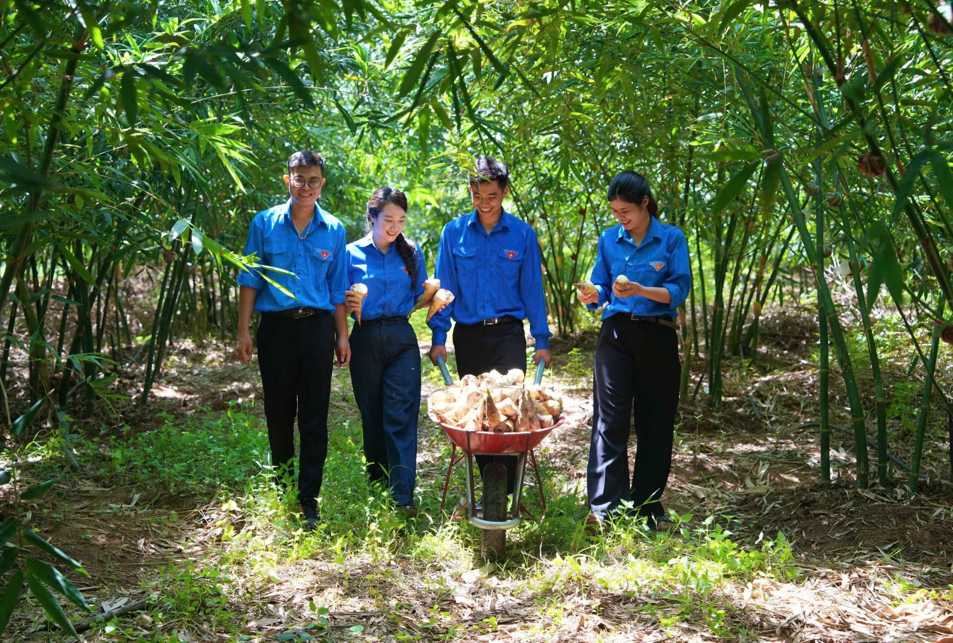 Nhóm bạn trẻ ở Hợp tác xã Nông nghiệp hữu cơ Bamovina đã dành rất nhiều thời gian, công sức, tâm huyết cho mô hình trồng măng lục trúc - Ảnh: Q.H