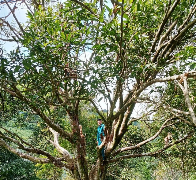 'Cụ quế' chỉ cho lấy hạt giống được công nhận Cây di sản Việt Nam- Ảnh 1.