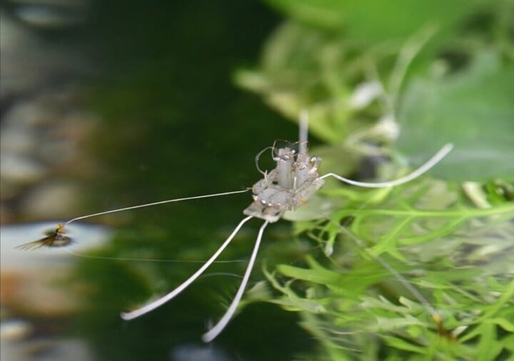 Rhagobot은 Rhagovelia 물딱정벌레의 다리에서 발견된 구조에서 영감을 받았습니다(출처: Arstechnica)