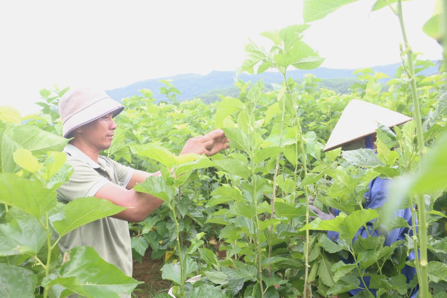 តាំង​ពី​ផ្លាស់​ទៅ​ចិញ្ចឹម​ចិញ្ចឹម ជីវិត​សេដ្ឋកិច្ច​របស់​គ្រួសារ​គាត់​កាន់​តែ​មាន​ស្ថិរភាព និង​រីក​ចម្រើន។jpg
