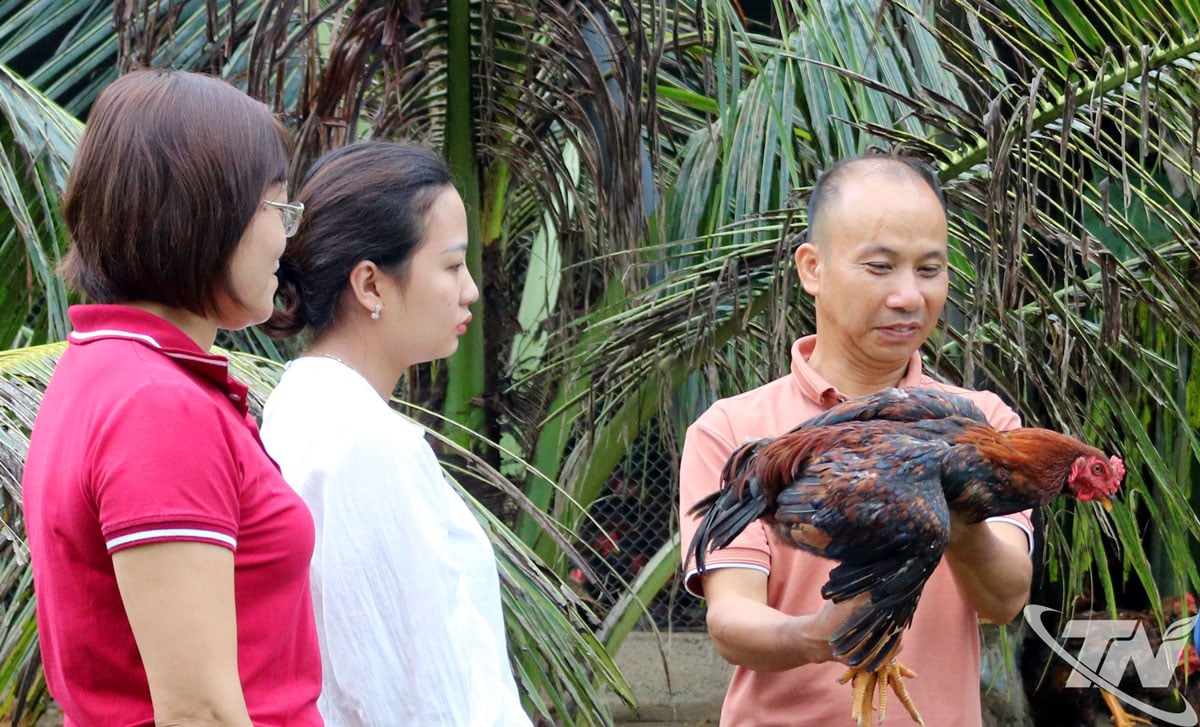 With support of 15 million VND from the Provincial Gardening Association, Mr. Hau Van Dat's family in Dong Luong hamlet, Quang Son commune, invested in raising free-range chickens and has now escaped poverty.