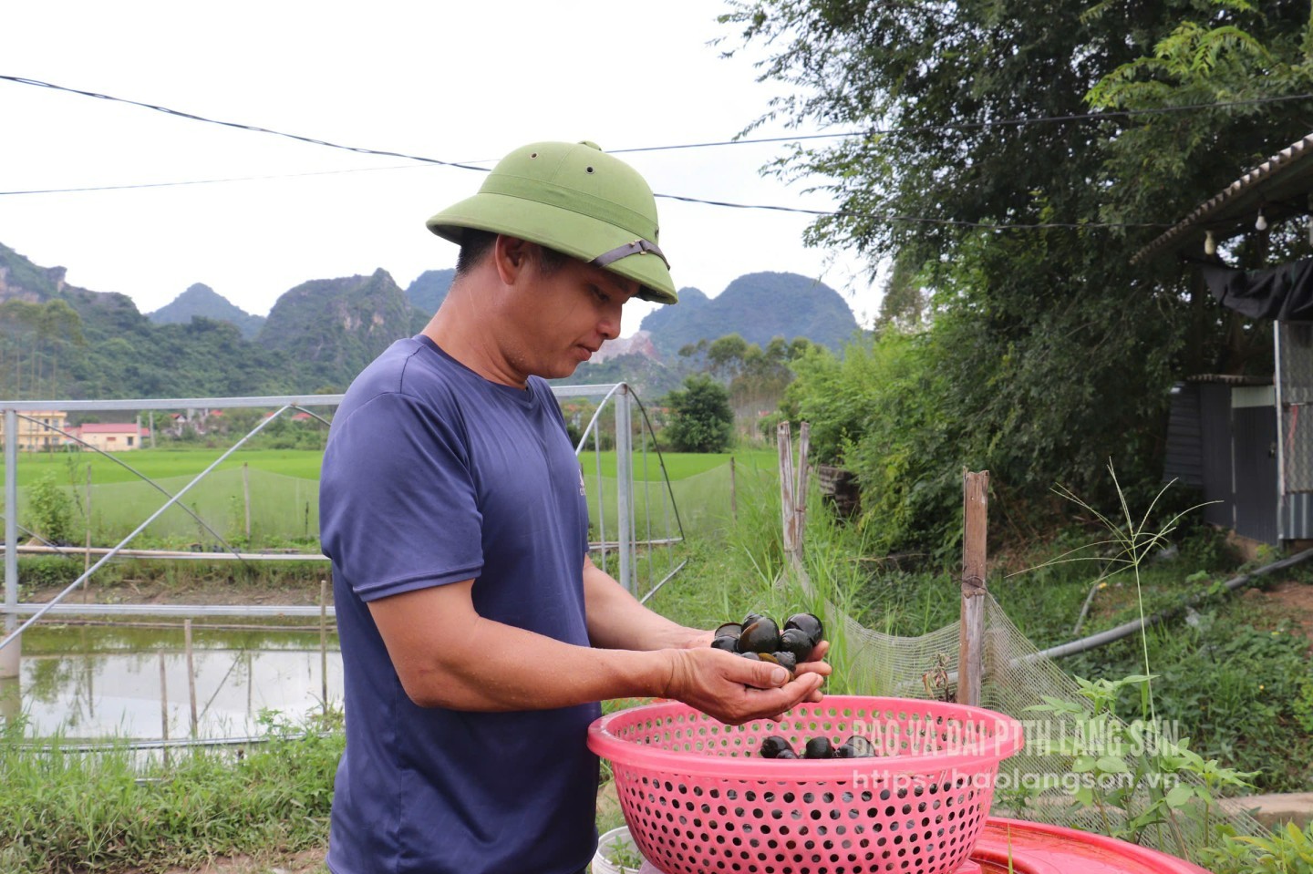 Người dân xã Thiện Tân kiểm tra chất lượng ốc nhồi trước khi xuất bán