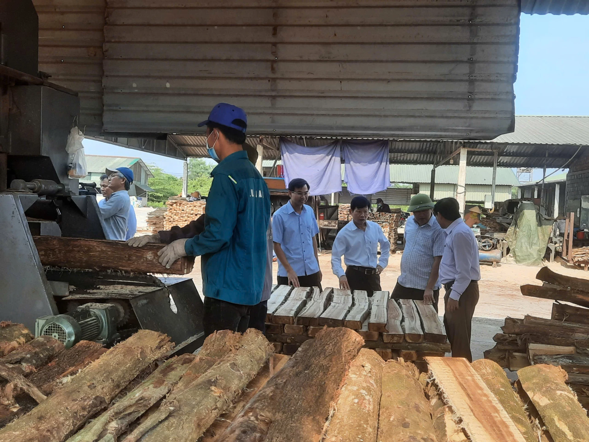 Processing planted wood at the factory of Manh Trieu One Member Co., Ltd. Photo: P.P