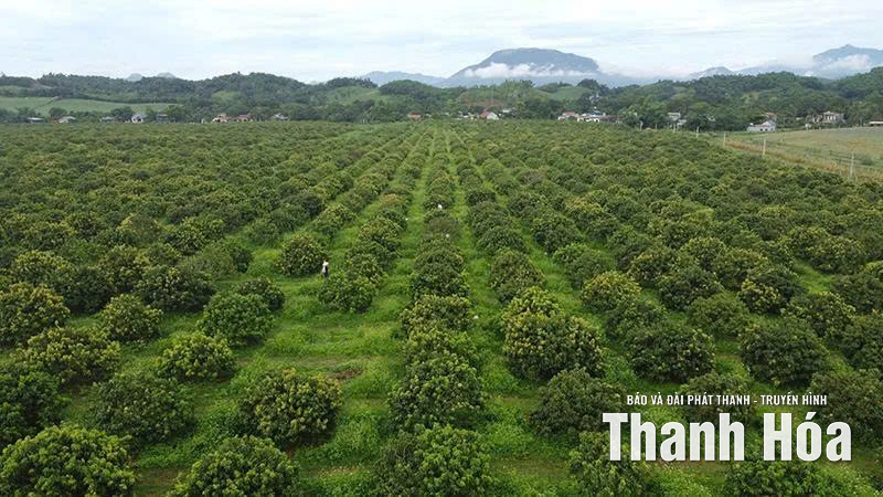 Thanh Hoa: 5 years of a journey of aspiration (Last article) - Warming coal to light a red fire