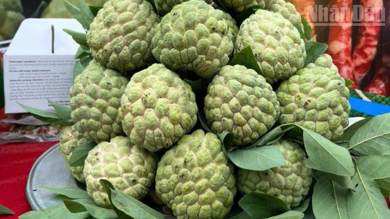 Lang Son custard apple, sweet fruit of the border region.
