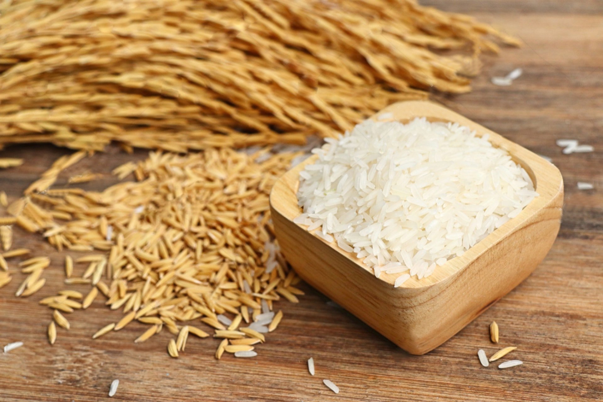 Preço do arroz hoje 9/9: Ligeiras flutuações